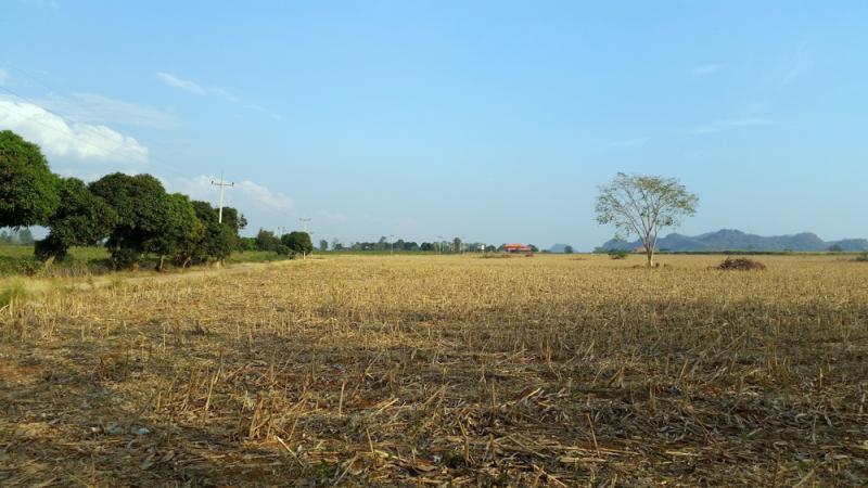 ที่ดิน 65000000 นครราชสีมา ปากช่อง คลองม่วง